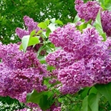 Patuljasti perzijski jorgovan